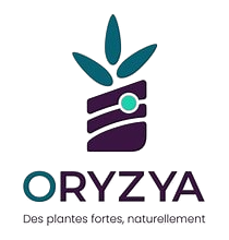 Oryzya